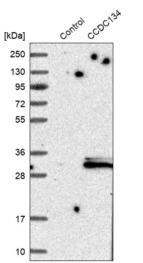 Western blot analysis in control (vector only transfected HEK293T lysate) and CCDC134 over-expression lysate (Co-expressed with a C-terminal myc-DDK tag (~3.1 kDa) in mammalian HEK293T cells, LY411042). Western blot analysis in control (vector only transfected HEK293T lysate) and CCDC134 over-expression lysate (Co-expressed with a C-terminal myc-DDK tag (~3.1 kDa) in mammalian HEK293T cells, LY411042).