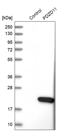 Western blot analysis in control (vector only transfected HEK293T lysate) and PDZD11 over-expression lysate (Co-expressed with a C-terminal myc-DDK tag (~3.1 kDa) in mammalian HEK293T cells, LY413926).