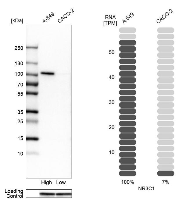 Western blot analysis in human cell lines A-549 and Caco-2 using Anti-NR3C1 antibody. Corresponding NR3C1 RNA-seq data are presented for the same cell lines. Loading control: Anti-GAPDH.