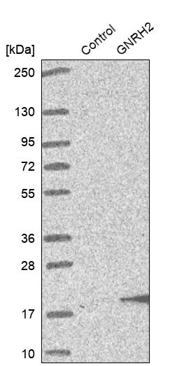 Western blot analysis in control (vector only transfected HEK293T lysate) and GNRH2 over-expression lysate (Co-expressed with a C-terminal myc-DDK tag (~3.1 kDa) in mammalian HEK293T cells, LY405967).