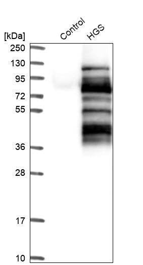 Western blot analysis in control (vector only transfected HEK293T lysate) and HGS over-expression lysate (Co-expressed with a C-terminal myc-DDK tag (~3.1 kDa) in mammalian HEK293T cells, LY401488).