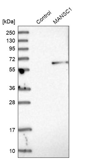 Western blot analysis in control (vector only transfected HEK293T lysate) and MANSC1 over-expression lysate (Co-expressed with a C-terminal myc-DDK tag (~3.1 kDa) in mammalian HEK293T cells, LY413360). Western blot analysis in control (vector only transfected HEK293T lysate) and MANSC1 over-expression lysate (Co-expressed with a C-terminal myc-DDK tag (~3.1 kDa) in mammalian HEK293T cells, LY413360).