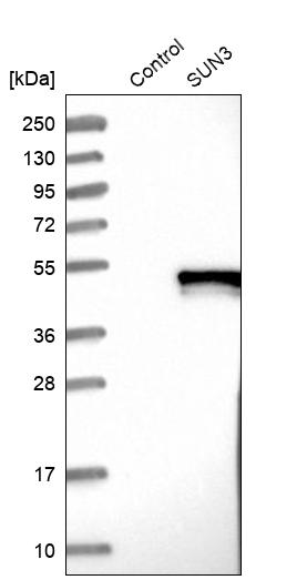 Western blot analysis in control (vector only transfected HEK293T lysate) and SUN3 over-expression lysate (Co-expressed with a C-terminal myc-DDK tag (~3.1 kDa) in mammalian HEK293T cells, LY407274).