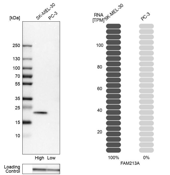 Western blot analysis in human cell lines SK-MEL-30 and PC-3 using Anti-FAM213A antibody. Corresponding FAM213A RNA-seq data are presented for the same cell lines. Loading control: Anti-GAPDH. Western blot analysis in human cell lines SK-MEL-30 and PC-3 using Anti-FAM213A antibody. Corresponding FAM213A RNA-seq data are presented for the same cell lines. Loading control: Anti-GAPDH.