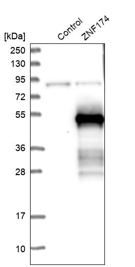 Western blot analysis in control (vector only transfected HEK293T lysate) and ZNF174 over-expression lysate (Co-expressed with a C-terminal myc-DDK tag (~3.1 kDa) in mammalian HEK293T cells, LY418676).