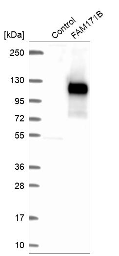 Western blot analysis in control (vector only transfected HEK293T lysate) and FAM171B over-expression lysate (Co-expressed with a C-terminal myc-DDK tag (~3.1 kDa) in mammalian HEK293T cells, LY406170).