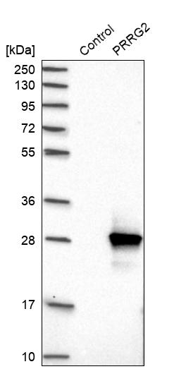 Western blot analysis in control (vector only transfected HEK293T lysate) and PRRG2 over-expression lysate (Co-expressed with a C-terminal myc-DDK tag (~3.1 kDa) in mammalian HEK293T cells, LY424446).