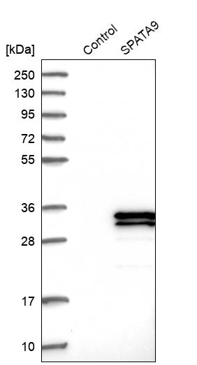 Western blot analysis in control (vector only transfected HEK293T lysate) and SPATA9 over-expression lysate (Co-expressed with a C-terminal myc-DDK tag (~3.1 kDa) in mammalian HEK293T cells, LY410397).