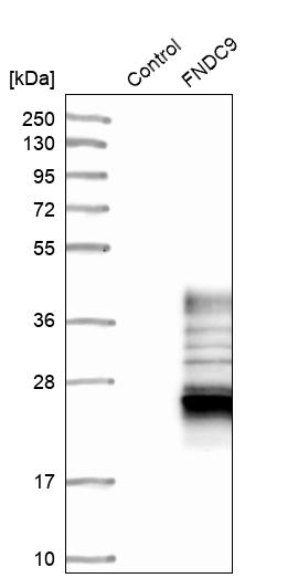 Western blot analysis in control (vector only transfected HEK293T lysate) and FNDC9 over-expression lysate (Co-expressed with a C-terminal myc-DDK tag (~3.1 kDa) in mammalian HEK293T cells, LY424328). Western blot analysis in control (vector only transfected HEK293T lysate) and FNDC9 over-expression lysate (Co-expressed with a C-terminal myc-DDK tag (~3.1 kDa) in mammalian HEK293T cells, LY424328).