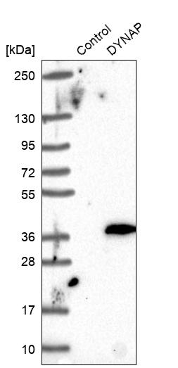 Western blot analysis in control (vector only transfected HEK293T lysate) and DYNAP over-expression lysate (Co-expressed with a C-terminal myc-DDK tag (~3.1 kDa) in mammalian HEK293T cells, LY406518).