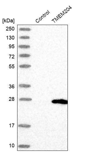 Western blot analysis in control (vector only transfected HEK293T lysate) and TMEM204 over-expression lysate (Co-expressed with a C-terminal myc-DDK tag (~3.1 kDa) in mammalian HEK293T cells, LY411193).