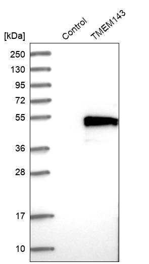 Western blot analysis in control (vector only transfected HEK293T lysate) and TMEM143 over-expression lysate (Co-expressed with a C-terminal myc-DDK tag (~3.1 kDa) in mammalian HEK293T cells, LY413169).