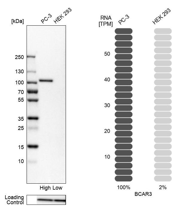 Western blot analysis in human cell lines PC-3 and HEK293 using Anti-BCAR3 antibody. Corresponding BCAR3 RNA-seq data are presented for the same cell lines. Loading control: Anti-PPIB.