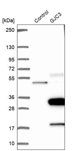 Western blot analysis in control (vector only transfected HEK293T lysate) and GJC3 over-expression lysate (Co-expressed with a C-terminal myc-DDK tag (~3.1 kDa) in mammalian HEK293T cells, LY405699).