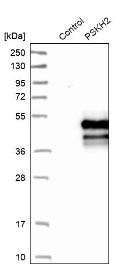 Western blot analysis in control (vector only transfected HEK293T lysate) and PSKH2 over-expression lysate (Co-expressed with a C-terminal myc-DDK tag (~3.1 kDa) in mammalian HEK293T cells, LY409731).