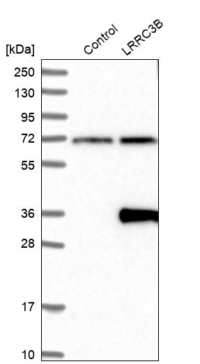 Western blot analysis in control (vector only transfected HEK293T lysate) and LRRC3B over-expression lysate (Co-expressed with a C-terminal myc-DDK tag (~3.1 kDa) in mammalian HEK293T cells, LY409370).