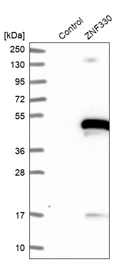 Western blot analysis in control (vector only transfected HEK293T lysate) and ZNF330 over-expression lysate (Co-expressed with a C-terminal myc-DDK tag (~3.1 kDa) in mammalian HEK293T cells, LY415245). Western blot analysis in control (vector only transfected HEK293T lysate) and ZNF330 over-expression lysate (Co-expressed with a C-terminal myc-DDK tag (~3.1 kDa) in mammalian HEK293T cells, LY415245).
