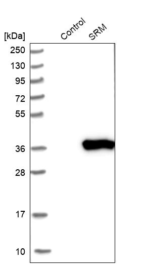 Western blot analysis in control (vector only transfected HEK293T lysate) and SRM over-expression lysate (Co-expressed with a C-terminal myc-DDK tag (~3.1 kDa) in mammalian HEK293T cells, LY418875).