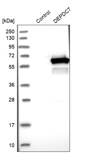 Western blot analysis in control (vector only transfected HEK293T lysate) and DEPDC7 over-expression lysate (Co-expressed with a C-terminal myc-DDK tag (~3.1 kDa) in mammalian HEK293T cells, LY421390).