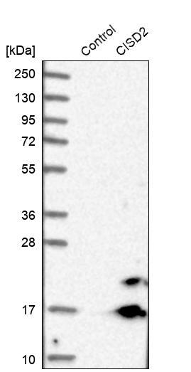 Western blot analysis in control (vector only transfected HEK293T lysate) and CISD2 over-expression lysate (Co-expressed with a C-terminal myc-DDK tag (~3.1 kDa) in mammalian HEK293T cells, LY423415).