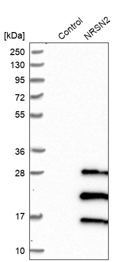 Western blot analysis in control (vector only transfected HEK293T lysate) and NRSN2 over-expression lysate (Co-expressed with a C-terminal myc-DDK tag (~3.1 kDa) in mammalian HEK293T cells, LY410956).