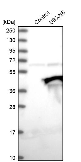 Western blot analysis in control (vector only transfected HEK293T lysate) and UBXN8 over-expression lysate (Co-expressed with a C-terminal myc-DDK tag (~3.1 kDa) in mammalian HEK293T cells, LY417141).
