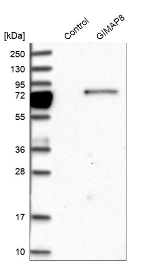 Western blot analysis in control (vector only transfected HEK293T lysate) and GIMAP8 over-expression lysate (Co-expressed with a C-terminal myc-DDK tag (~3.1 kDa) in mammalian HEK293T cells, LY406278).