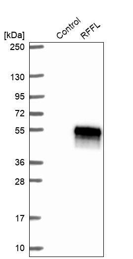 Western blot analysis in control (vector only transfected HEK293T lysate) and RFFL over-expression lysate (Co-expressed with a C-terminal myc-DDK tag (~3.1 kDa) in mammalian HEK293T cells, LY409276).