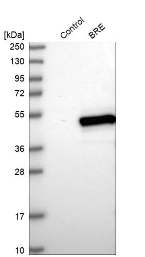 Western blot analysis in control (vector only transfected HEK293T lysate) and BRE over-expression lysate (Co-expressed with a C-terminal myc-DDK tag (~3.1 kDa) in mammalian HEK293T cells, LY404687).