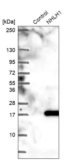 Western blot analysis in control (vector only transfected HEK293T lysate) and NHLH1 over-expression lysate (Co-expressed with a C-terminal myc-DDK tag (~3.1 kDa) in mammalian HEK293T cells, LY401716).