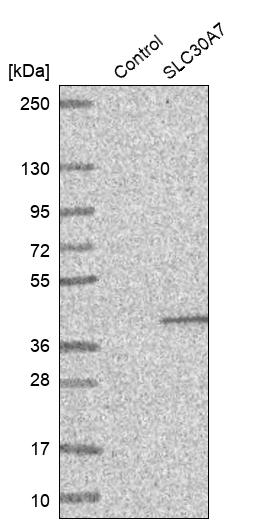 Western blot analysis in control (vector only transfected HEK293T lysate) and SLC30A7 over-expression lysate (Co-expressed with a C-terminal myc-DDK tag (~3.1 kDa) in mammalian HEK293T cells, LY408825). Western blot analysis in control (vector only transfected HEK293T lysate) and SLC30A7 over-expression lysate (Co-expressed with a C-terminal myc-DDK tag (~3.1 kDa) in mammalian HEK293T cells, LY408825).