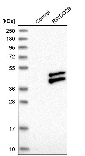 Western blot analysis in control (vector only transfected HEK293T lysate) and RWDD2B over-expression lysate (Co-expressed with a C-terminal myc-DDK tag (~3.1 kDa) in mammalian HEK293T cells, LY413791).