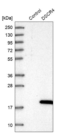 Western blot analysis in control (vector only transfected HEK293T lysate) and DSCR4 over-expression lysate (Co-expressed with a C-terminal myc-DDK tag (~3.1 kDa) in mammalian HEK293T cells, LY417009). Western blot analysis in control (vector only transfected HEK293T lysate) and DSCR4 over-expression lysate (Co-expressed with a C-terminal myc-DDK tag (~3.1 kDa) in mammalian HEK293T cells, LY417009).