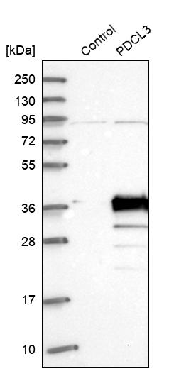 Western blot analysis in control (vector only transfected HEK293T lysate) and PDCL3 over-expression lysate (Co-expressed with a C-terminal myc-DDK tag (~3.1 kDa) in mammalian HEK293T cells, LY411381).
