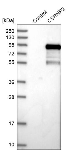 Western blot analysis in control (vector only transfected HEK293T lysate) and CSRNP2 over-expression lysate (Co-expressed with a C-terminal myc-DDK tag (~3.1 kDa) in mammalian HEK293T cells, LY410704). Western blot analysis in control (vector only transfected HEK293T lysate) and CSRNP2 over-expression lysate (Co-expressed with a C-terminal myc-DDK tag (~3.1 kDa) in mammalian HEK293T cells, LY410704).