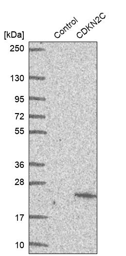Western blot analysis in control (vector only transfected HEK293T lysate) and CDKN2C over-expression lysate (Co-expressed with a C-terminal myc-DDK tag (~3.1 kDa) in mammalian HEK293T cells, LY420041).