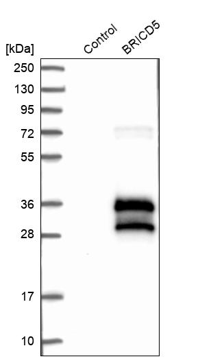 Western blot analysis in control (vector only transfected HEK293T lysate) and BRICD5 over-expression lysate (Co-expressed with a C-terminal myc-DDK tag (~3.1 kDa) in mammalian HEK293T cells, LY405486).