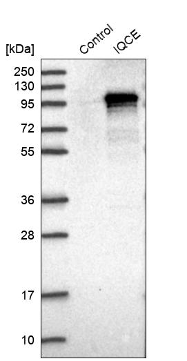 Western blot analysis in control (vector only transfected HEK293T lysate) and IQCE over-expression lysate (Co-expressed with a C-terminal myc-DDK tag (~3.1 kDa) in mammalian HEK293T cells, LY407468).
