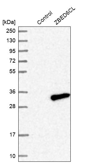 Western blot analysis in control (vector only transfected HEK293T lysate) and ZBED6CL over-expression lysate (Co-expressed with a C-terminal myc-DDK tag (~3.1 kDa) in mammalian HEK293T cells, LY408689). Western blot analysis in control (vector only transfected HEK293T lysate) and ZBED6CL over-expression lysate (Co-expressed with a C-terminal myc-DDK tag (~3.1 kDa) in mammalian HEK293T cells, LY408689).