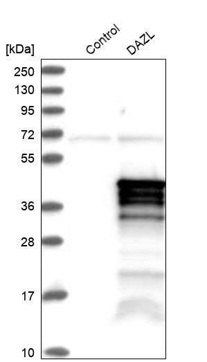 Western blot analysis in control (vector only transfected HEK293T lysate) and DAZL over-expression lysate (Co-expressed with a C-terminal myc-DDK tag (~3.1 kDa) in mammalian HEK293T cells, LY400541). Western blot analysis in control (vector only transfected HEK293T lysate) and DAZL over-expression lysate (Co-expressed with a C-terminal myc-DDK tag (~3.1 kDa) in mammalian HEK293T cells, LY400541).