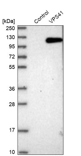 Western blot analysis in control (vector only transfected HEK293T lysate) and VPS41 over-expression lysate (Co-expressed with a C-terminal myc-DDK tag (~3.1 kDa) in mammalian HEK293T cells, LY415307).