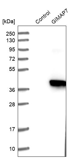 Western blot analysis in control (vector only transfected HEK293T lysate) and GIMAP7 over-expression lysate (Co-expressed with a C-terminal myc-DDK tag (~3.1 kDa) in mammalian HEK293T cells, LY407160). Western blot analysis in control (vector only transfected HEK293T lysate) and GIMAP7 over-expression lysate (Co-expressed with a C-terminal myc-DDK tag (~3.1 kDa) in mammalian HEK293T cells, LY407160).