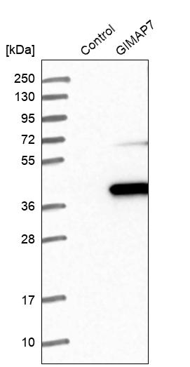Western blot analysis in control (vector only transfected HEK293T lysate) and GIMAP7 over-expression lysate (Co-expressed with a C-terminal myc-DDK tag (~3.1 kDa) in mammalian HEK293T cells, LY407160). Western blot analysis in control (vector only transfected HEK293T lysate) and GIMAP7 over-expression lysate (Co-expressed with a C-terminal myc-DDK tag (~3.1 kDa) in mammalian HEK293T cells, LY407160).