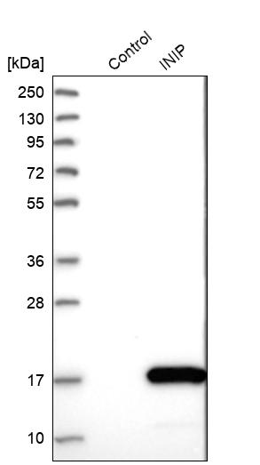 Western blot analysis in control (vector only transfected HEK293T lysate) and INIP over-expression lysate (Co-expressed with a C-terminal myc-DDK tag (~3.1 kDa) in mammalian HEK293T cells, LY412020). Western blot analysis in control (vector only transfected HEK293T lysate) and INIP over-expression lysate (Co-expressed with a C-terminal myc-DDK tag (~3.1 kDa) in mammalian HEK293T cells, LY412020).