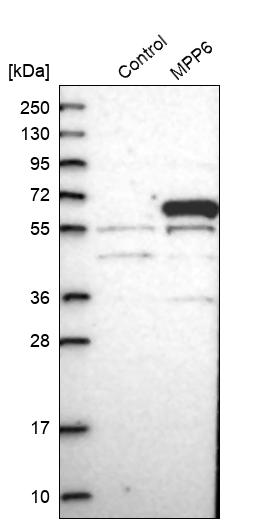 Western blot analysis in control (vector only transfected HEK293T lysate) and MPP6 over-expression lysate (Co-expressed with a C-terminal myc-DDK tag (~3.1 kDa) in mammalian HEK293T cells, LY402551). Western blot analysis in control (vector only transfected HEK293T lysate) and MPP6 over-expression lysate (Co-expressed with a C-terminal myc-DDK tag (~3.1 kDa) in mammalian HEK293T cells, LY402551).