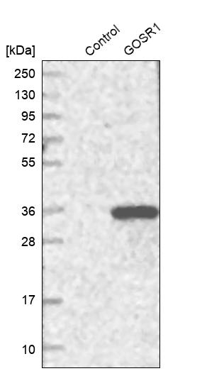 Western blot analysis in control (vector only transfected HEK293T lysate) and GOSR1 over-expression lysate (Co-expressed with a C-terminal myc-DDK tag (~3.1 kDa) in mammalian HEK293T cells, LY423567). Western blot analysis in control (vector only transfected HEK293T lysate) and GOSR1 over-expression lysate (Co-expressed with a C-terminal myc-DDK tag (~3.1 kDa) in mammalian HEK293T cells, LY423567).