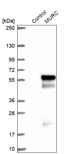 Western blot analysis in control (vector only transfected HEK293T lysate) and MURC over-expression lysate (Co-expressed with a C-terminal myc-DDK tag (~3.1 kDa) in mammalian HEK293T cells, LY422661).