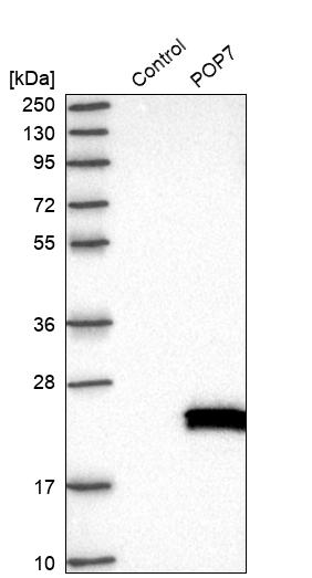 Western blot analysis in control (vector only transfected HEK293T lysate) and POP7 over-expression lysate (Co-expressed with a C-terminal myc-DDK tag (~3.1 kDa) in mammalian HEK293T cells, LY417024). Western blot analysis in control (vector only transfected HEK293T lysate) and POP7 over-expression lysate (Co-expressed with a C-terminal myc-DDK tag (~3.1 kDa) in mammalian HEK293T cells, LY417024).