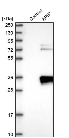 Western blot analysis in control (vector only transfected HEK293T lysate) and APIP over-expression lysate (Co-expressed with a C-terminal myc-DDK tag (~3.1 kDa) in mammalian HEK293T cells, LY414309). Western blot analysis in control (vector only transfected HEK293T lysate) and APIP over-expression lysate (Co-expressed with a C-terminal myc-DDK tag (~3.1 kDa) in mammalian HEK293T cells, LY414309).