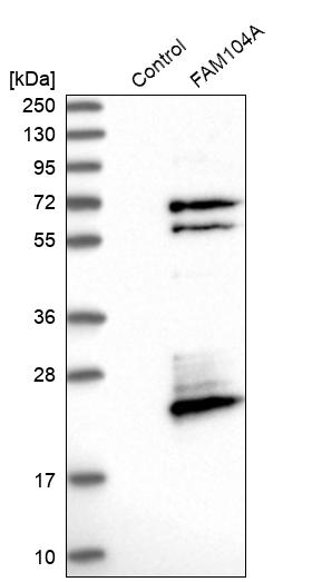Western blot analysis in control (vector only transfected HEK293T lysate) and FAM104A over-expression lysate (Co-expressed with a C-terminal myc-DDK tag (~3.1 kDa) in mammalian HEK293T cells, LY409820).